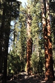 Sequoia NP